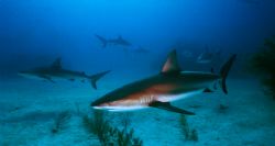 Caribbean reef sharks in Bahamas in Shark Alley near a fe... by Alan Niles 